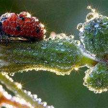 Схема вышивки «№1133454»