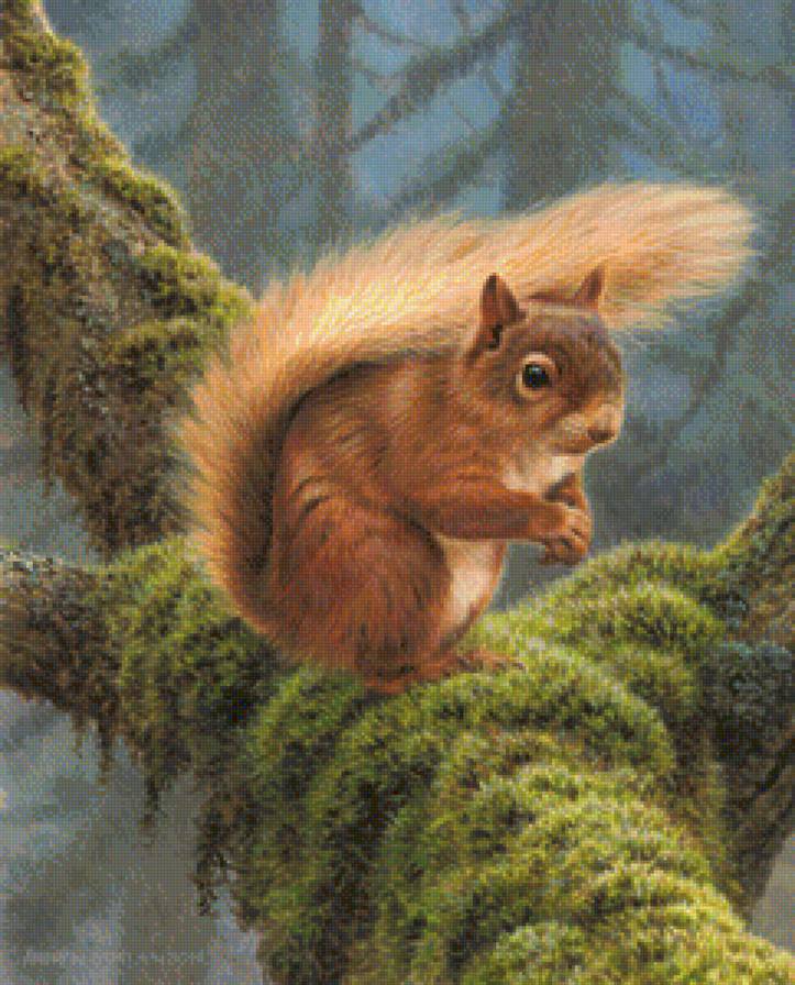 Белка - белка - предпросмотр