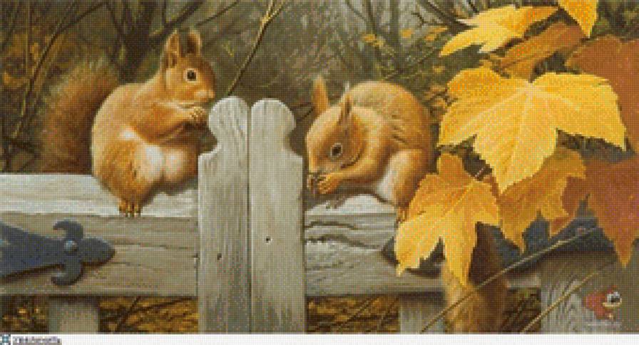 Белки - белка, природа, животное - предпросмотр