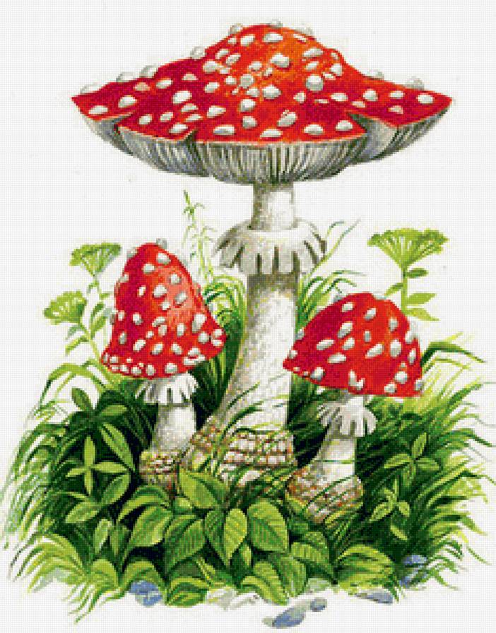 Мухоморы - грибы, мухоморы - предпросмотр