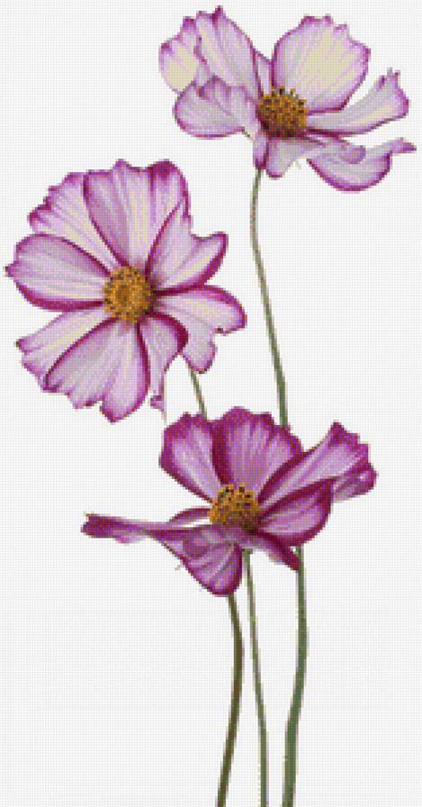 космеи - предпросмотр