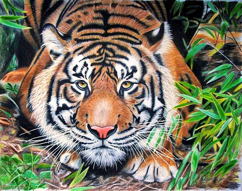 тигр - тигры, животные - оригинал