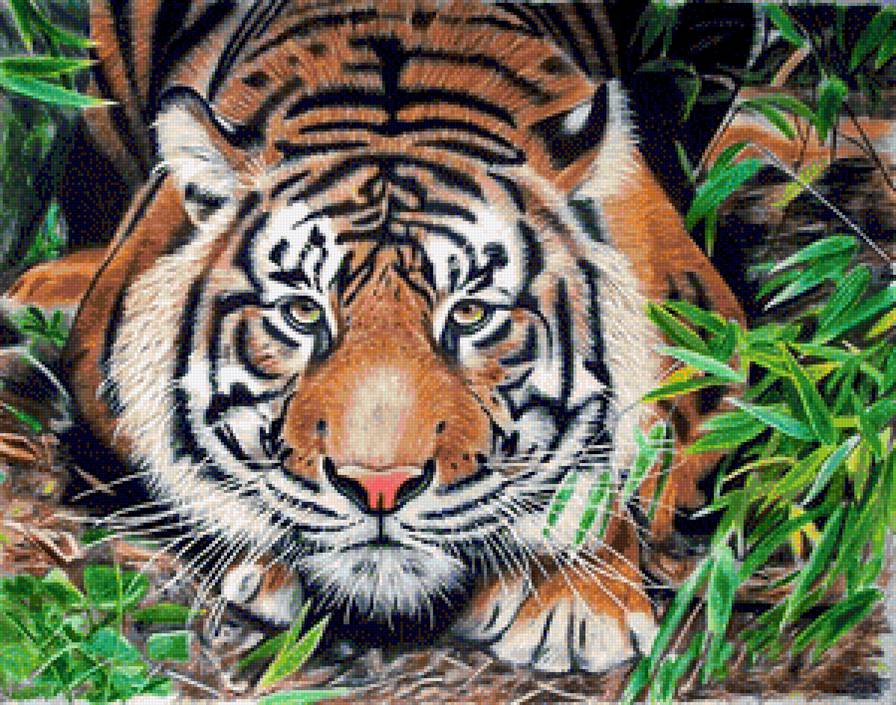 тигр - тигры, животные - предпросмотр