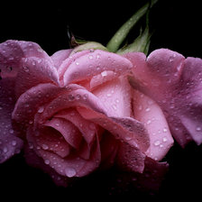 Схема вышивки «цветы»