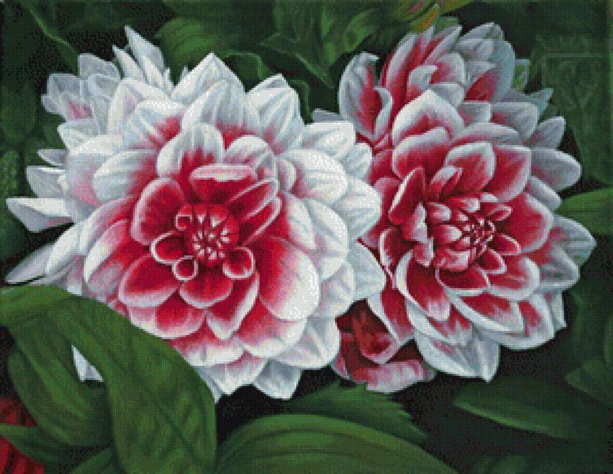 георгины - предпросмотр