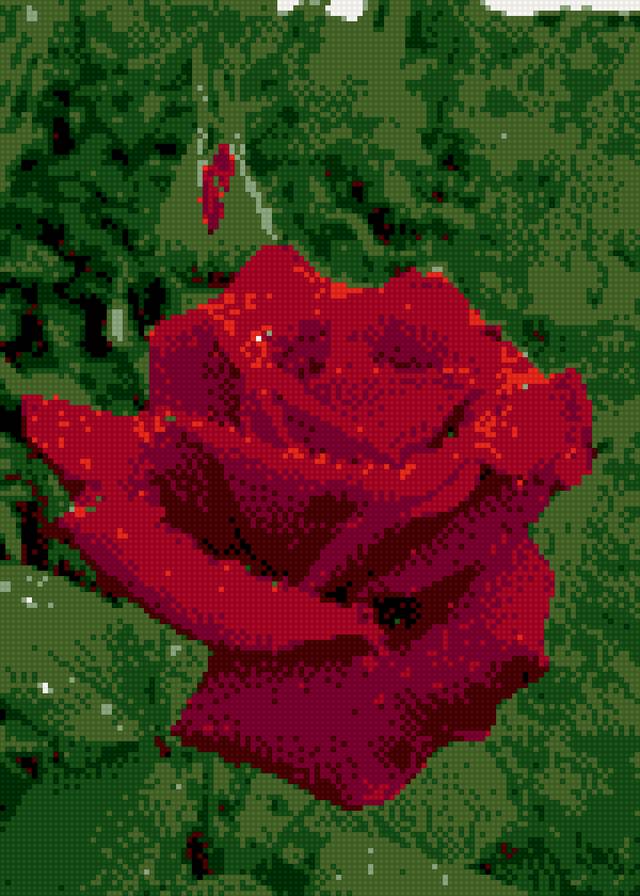 роза - красная роза - предпросмотр