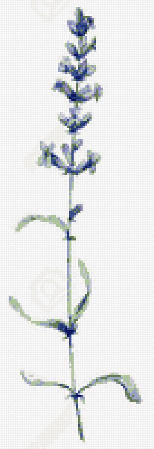 Лаванда - лаванда - предпросмотр