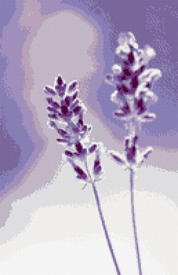 Лаванда - лаванда - предпросмотр