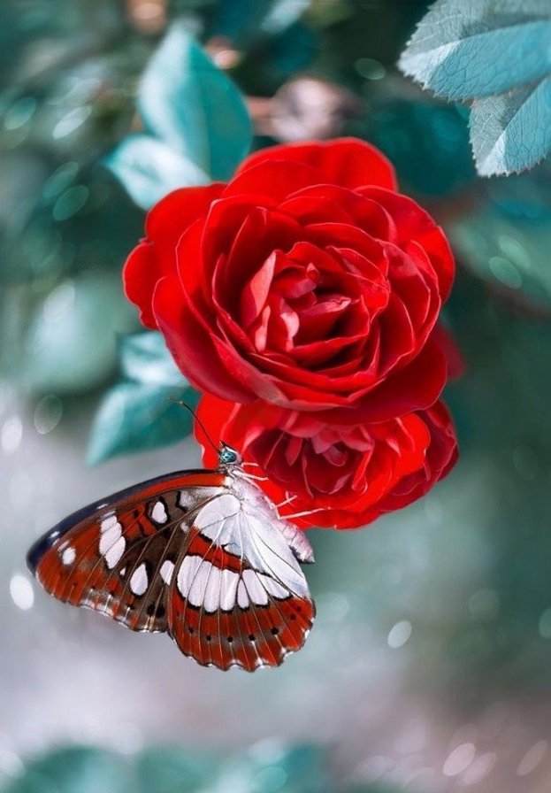 Бабочка и Роза - бабочка, цветы, розы - оригинал