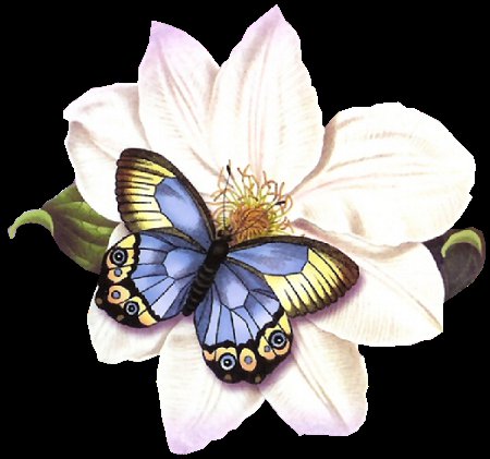 Бабочка - цветы, бабочка - оригинал