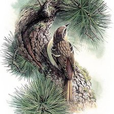 Схема вышивки «Птички»