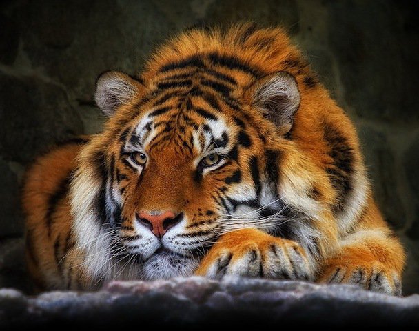 хищник - животные, тигры - оригинал