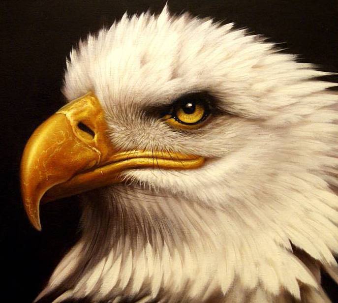 Хищный взгляд - птицы, хищник - оригинал