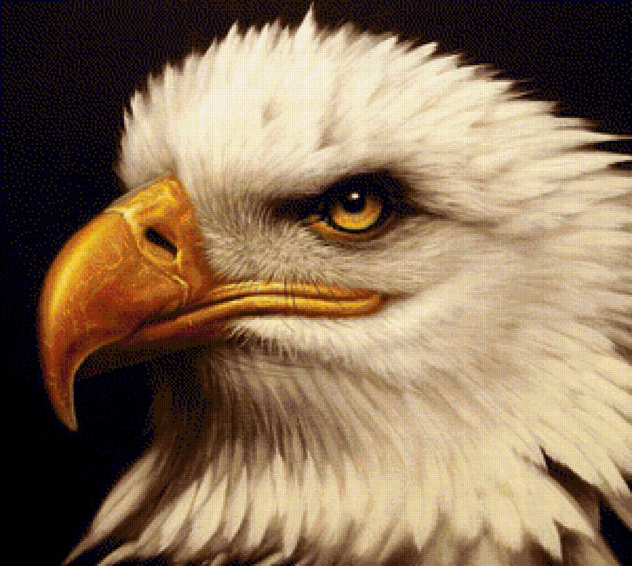 Хищный взгляд - птицы, хищник - предпросмотр