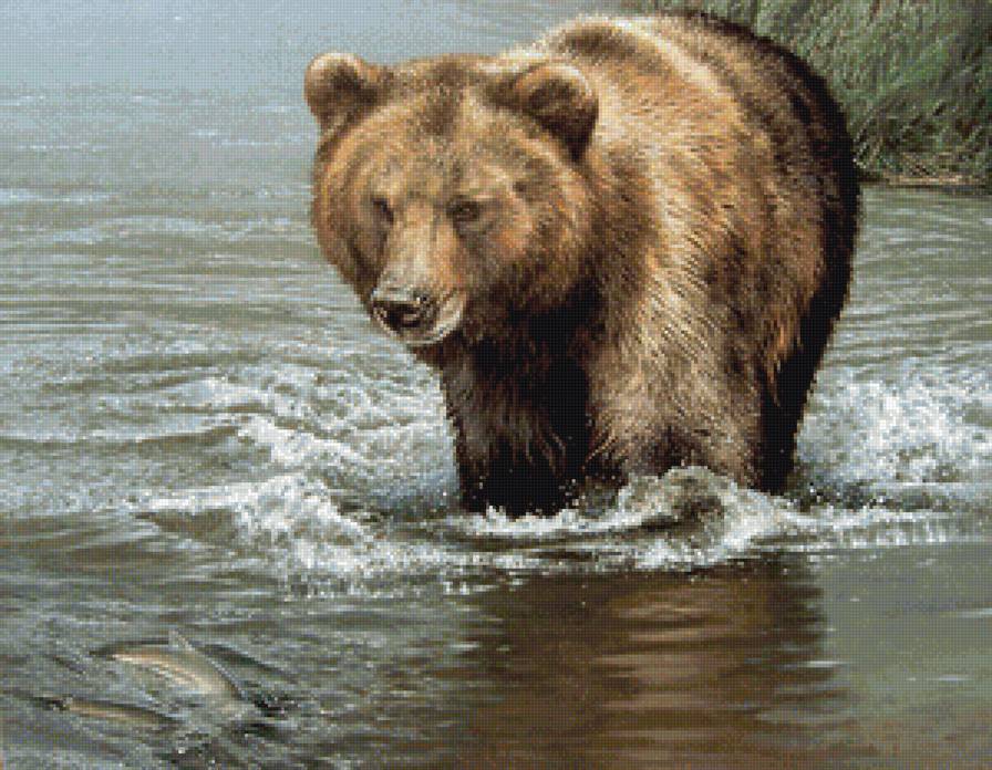 Медведь - животные, охота, река, медведь - предпросмотр