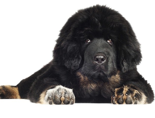 Щенок - мастиф, домашний любимец, собака, животные - оригинал