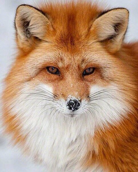 рыжая красавица - животные, лиса - оригинал