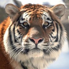 Схема вышивки «тигр»