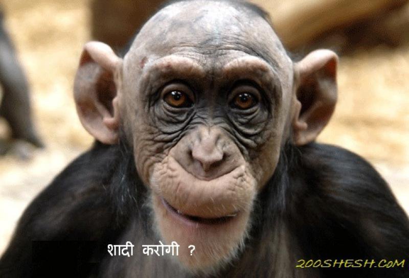 друг - животные - оригинал