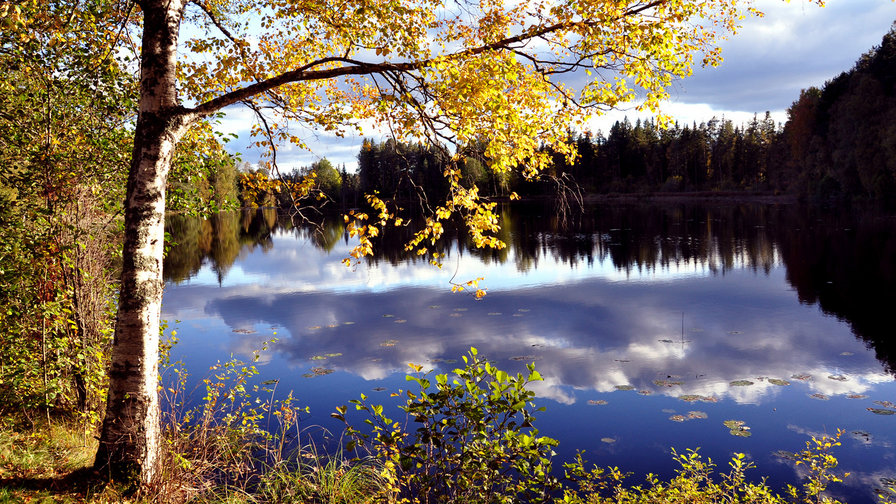 лес - лето - оригинал