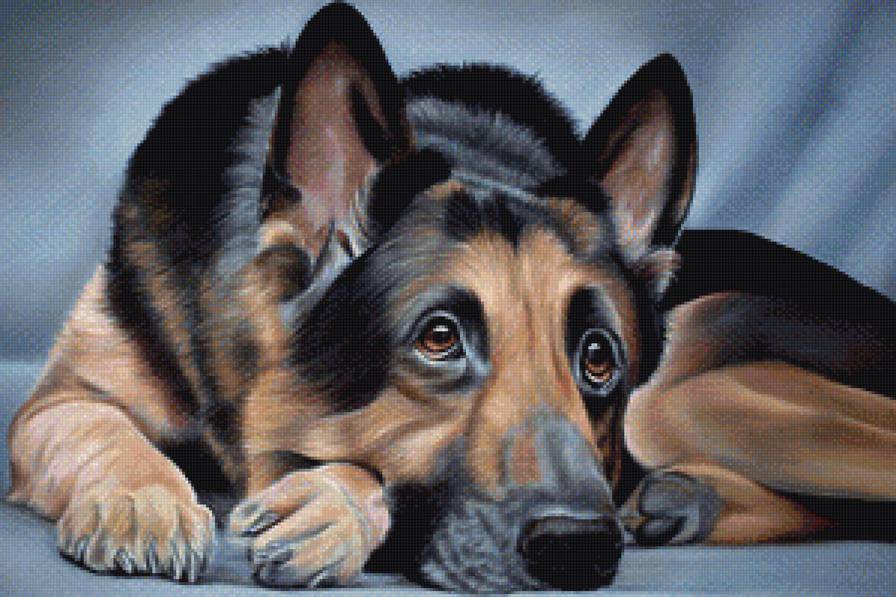 Немецкая овчарка - четвероногие друзья, собаки, животные, любимцы - предпросмотр