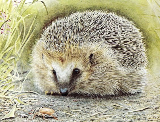 №1136956 - оригинал