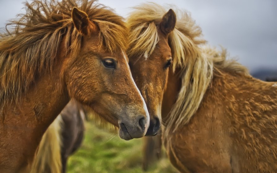 Пара лошадей - животные, лошади, природа - оригинал