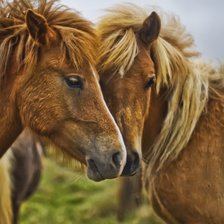 Схема вышивки «Пара лошадей»