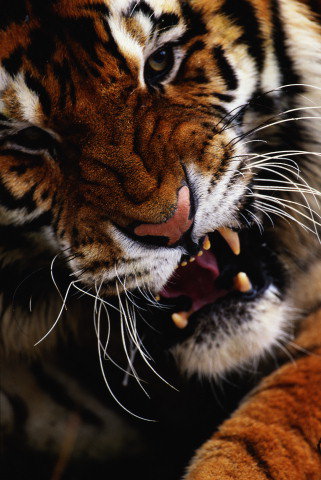 Настроение - рычание, рычание тигра, гнев, тигр - оригинал