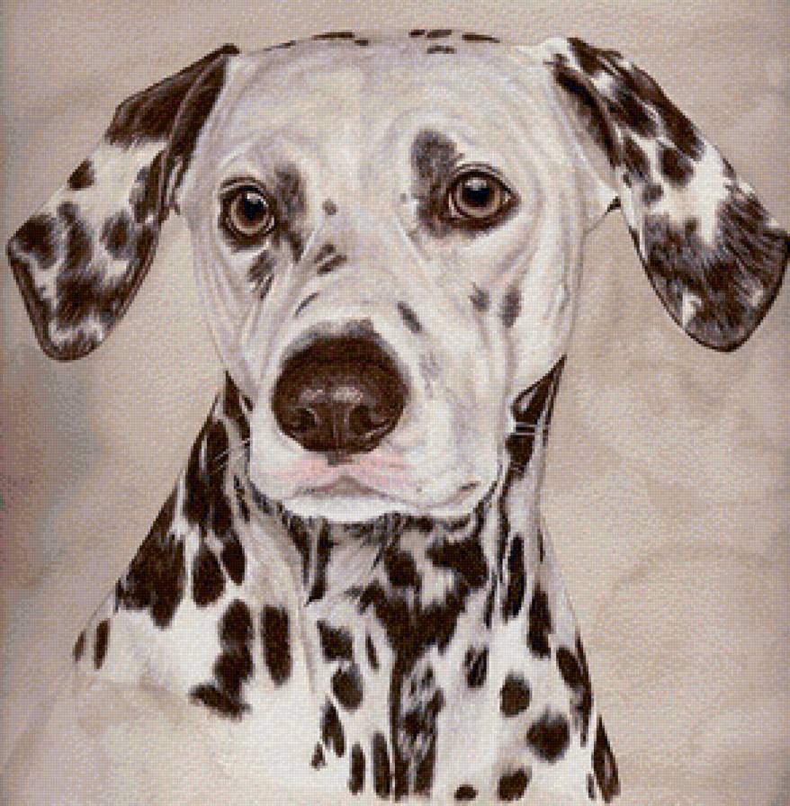 Долматинец - четвероногие друзья, любимцы, собаки, животные - предпросмотр