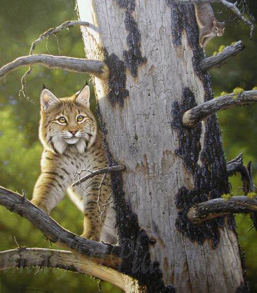 Лесная хищница - кошки, животные - оригинал