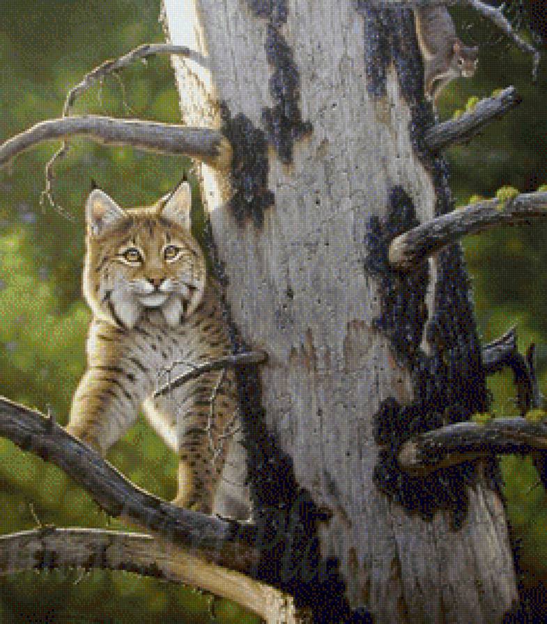 Лесная хищница - животные, кошки - предпросмотр