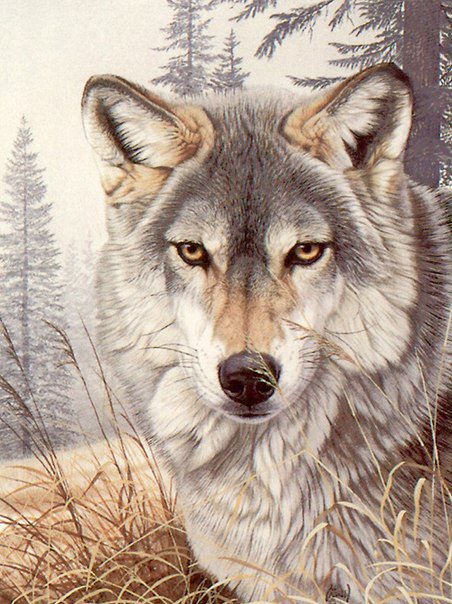 Волк - природа, лес, волк, животные - оригинал