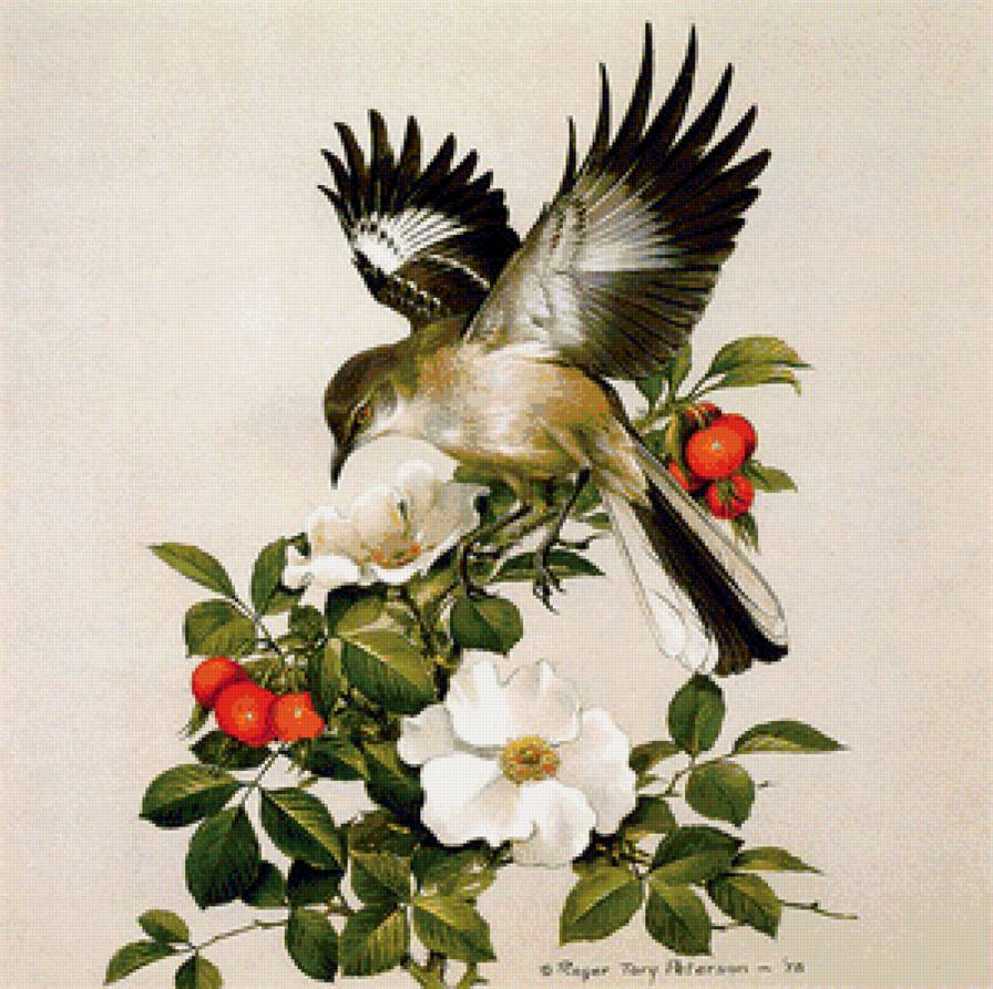 птицы - фауна - предпросмотр