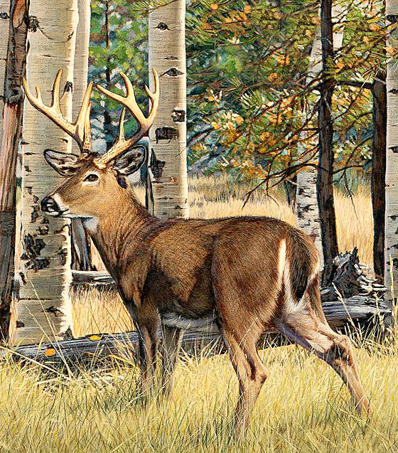 66 - оригинал