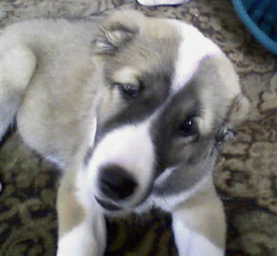 моня - предпросмотр