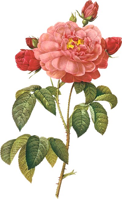 Винтажная роза на белом фоне 6 - цветок, пьер-жозеф редуте, ретро, винтаж, красные розы, роза - оригинал