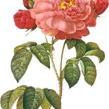 Оригинал схемы вышивки «Винтажная роза на белом фоне 6» (№1139002)