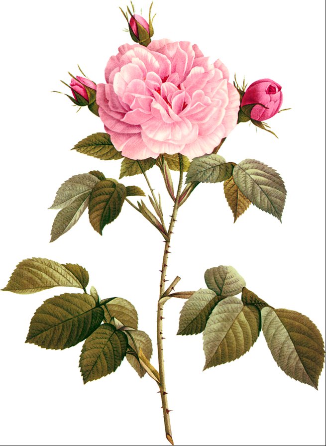 Винтажная роза на белом фоне 7 - ретро, винтаж, пьер-жозеф редуте, цветок, роза, розовые розы - оригинал