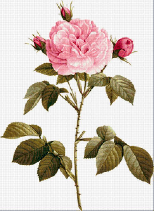 Винтажная роза на белом фоне 7 - пьер-жозеф редуте, ретро, винтаж, цветок, розовые розы, роза - предпросмотр