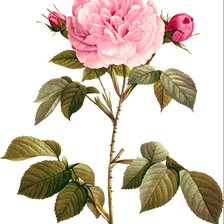 Оригинал схемы вышивки «Винтажная роза на белом фоне 7» (№1139004)