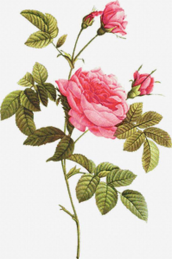 Винтажная роза на белом фоне 8 - пьер-жозеф редуте, роза, цветок, винтаж, ретро, розовые розы - предпросмотр