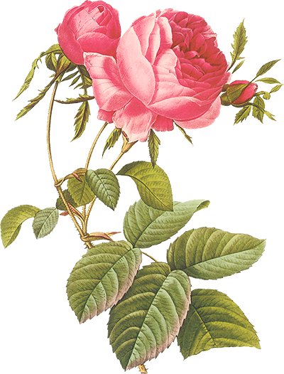 Винтажная роза на белом фоне 9 - цветок, винтаж, красные розы, роза, пьер-жозеф редуте, ретро - оригинал