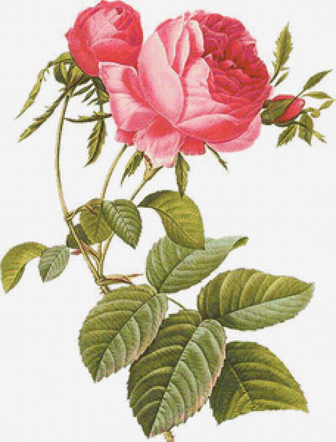 Винтажная роза на белом фоне 9 - винтаж, роза, красные розы, цветок, ретро, пьер-жозеф редуте - предпросмотр