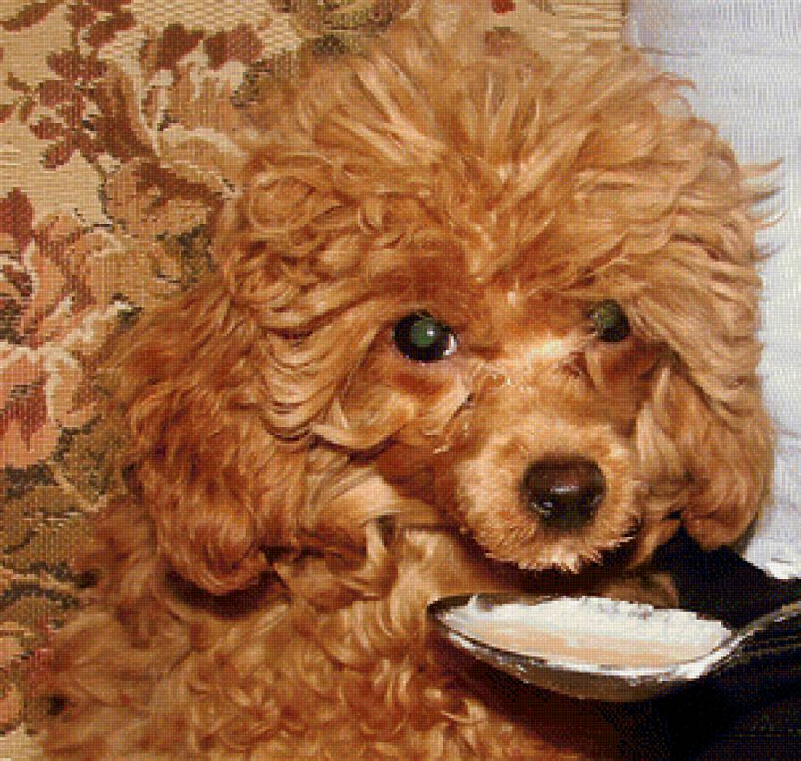 Тимми - животные, пудель, собака - предпросмотр