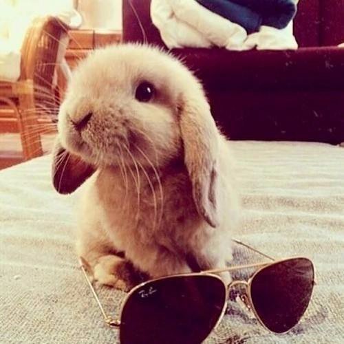 Крольченок - оригинал