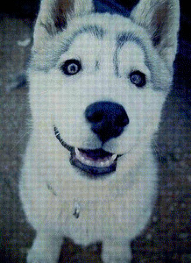 щенок - щенок, улыбчивый, красавчик, милый - предпросмотр