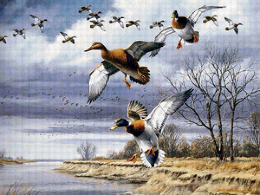 Серия "Пташка" - природа, утки, пейзаж, весна - предпросмотр