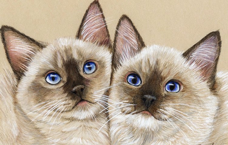 Котики - коты, пара, животные, кот - оригинал