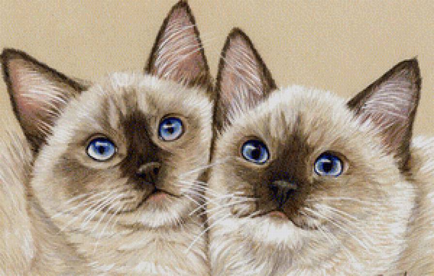 Котики - пара, кот, коты, животные - предпросмотр